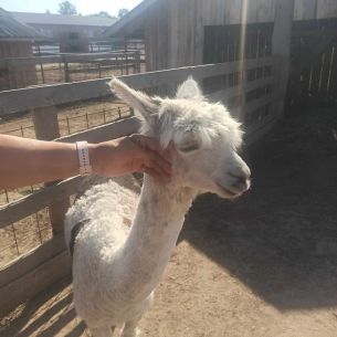 Z miłości do zwierząt